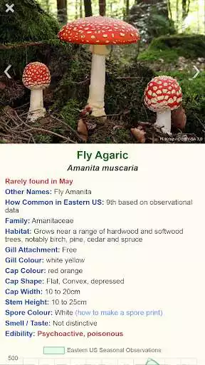 Play Shroomify - USA Mushroom Identification  and enjoy Shroomify - USA Mushroom Identification with UptoPlay