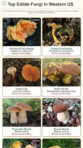 Play Shroomify - USA Mushroom Identification as an online game Shroomify - USA Mushroom Identification with UptoPlay