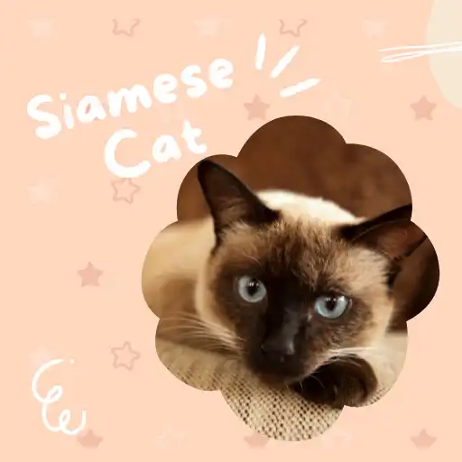 Play Siamese Cat Images APK