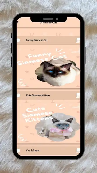 Play Siamese Cat Images as an online game Siamese Cat Images with UptoPlay
