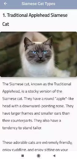 Play Siamese Cat Types  and enjoy Siamese Cat Types with UptoPlay