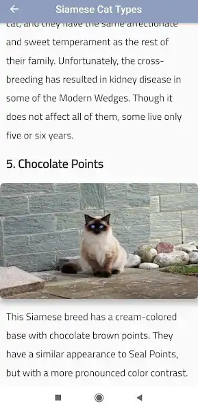 Play Siamese Cat Types as an online game Siamese Cat Types with UptoPlay