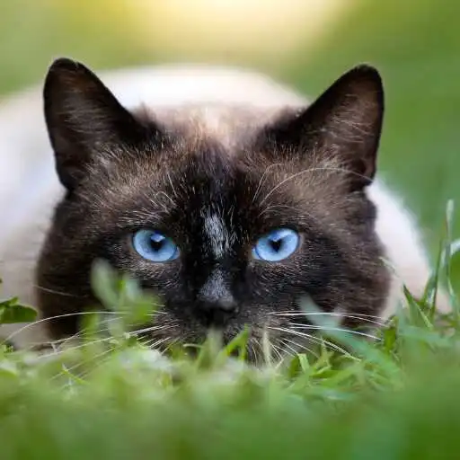 Play Siamese cat Wallpaper APK