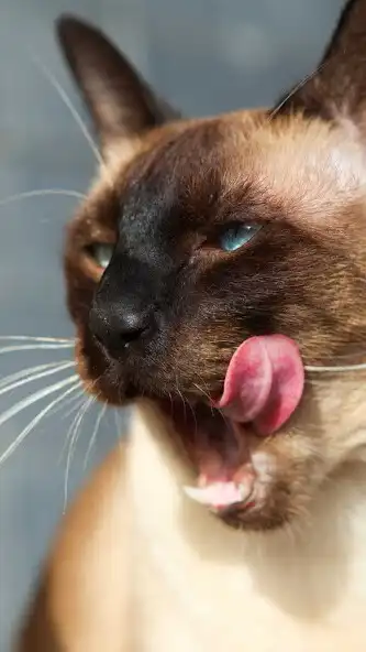 Play Siamese cat Wallpaper and enjoy Siamese cat Wallpaper with UptoPlay Play Siamese cat Wallpaper and enjoy Siamese cat Wallpaper with UptoPlay