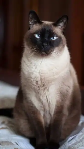 Play Siamese cat Wallpaper as an online game online Siamese cat Wallpaper with UptoPlay Play Siamese cat Wallpaper as an online game Siamese cat Wallpaper with UptoPlay