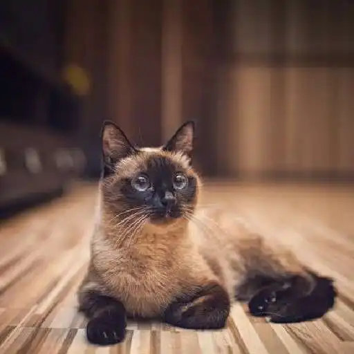 Play Siamese Wallpapers APK