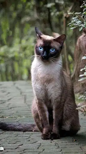Play Siamese Wallpapers as an online game Siamese Wallpapers with UptoPlay