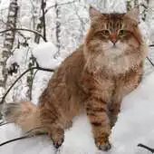 Free play online Siberian Cat Wallpapers APK Free play online Siberian Cat Wallpapers APK