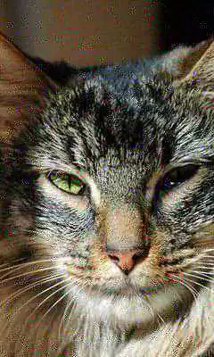 Play Siberian Cat Wallpapers