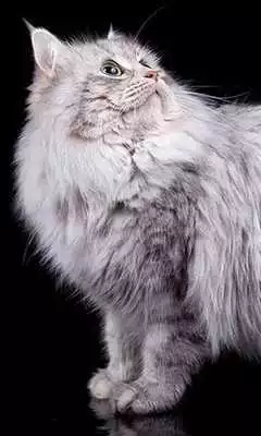 Play Siberian Cat Wallpapers