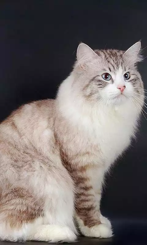 Play Siberian Cat Wallpapers