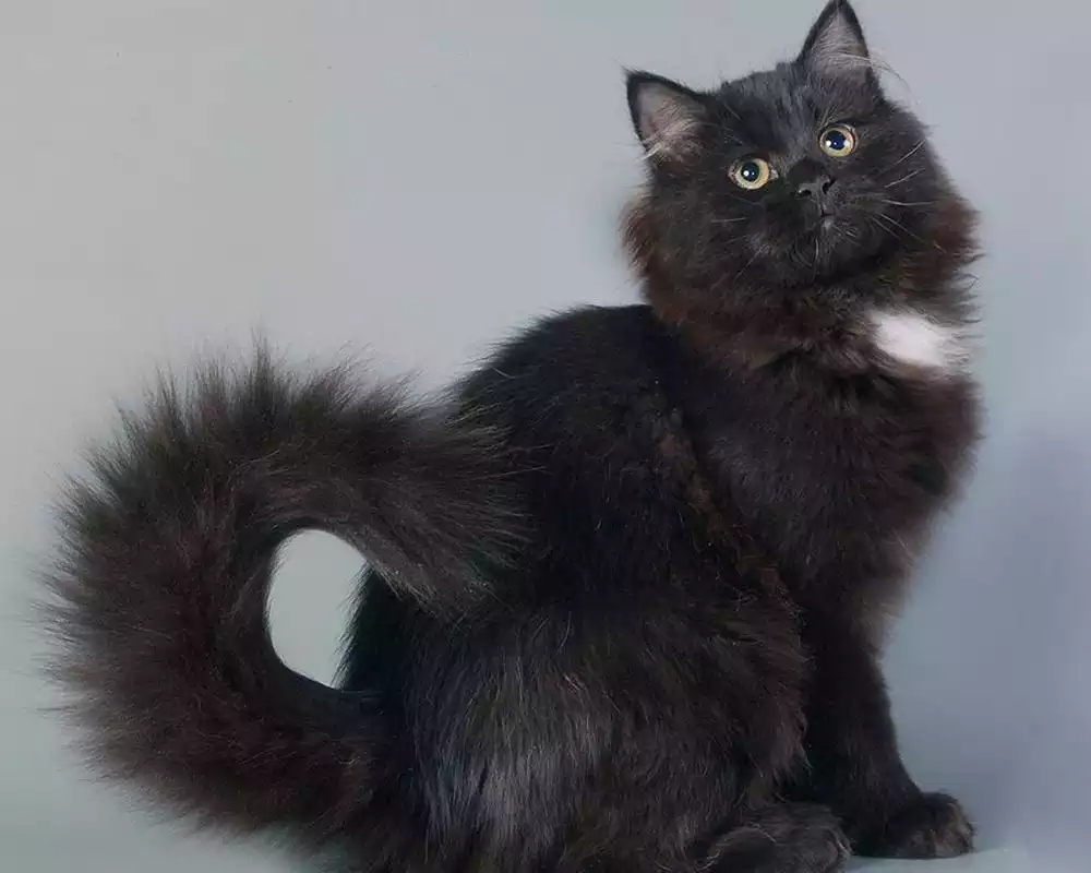 Play Siberian Cat Wallpapers