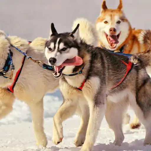 Free play online Siberian Husky Dogs Wallpapers APK