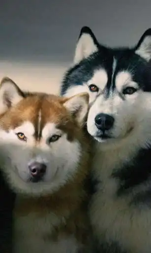 Play Siberian Husky Dogs Wallpapers Play Siberian Husky Dogs Wallpapers