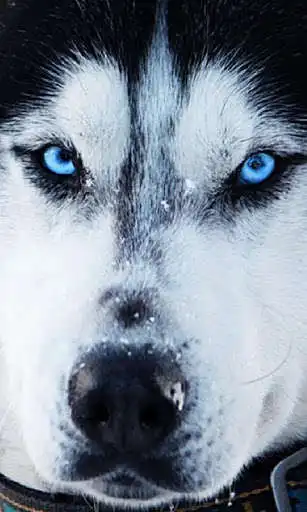 Play Siberian Husky Dogs Wallpapers Play Siberian Husky Dogs Wallpapers