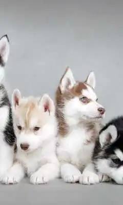 Play Siberian Husky Dogs Wallpapers Play Siberian Husky Dogs Wallpapers