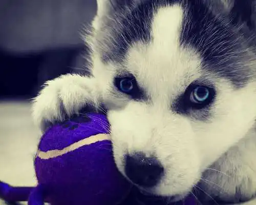 Play Siberian Husky Dogs Wallpapers Play Siberian Husky Dogs Wallpapers