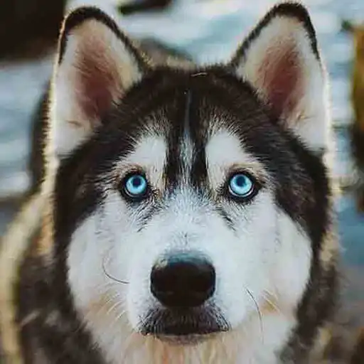 Play Siberian Husky Dog Wallpapers APK