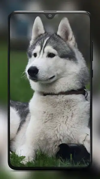 Play Siberian Husky Dog Wallpapers and enjoy Siberian Husky Dog Wallpapers with UptoPlay Play Siberian Husky Dog Wallpapers and enjoy Siberian Husky Dog Wallpapers with UptoPlay