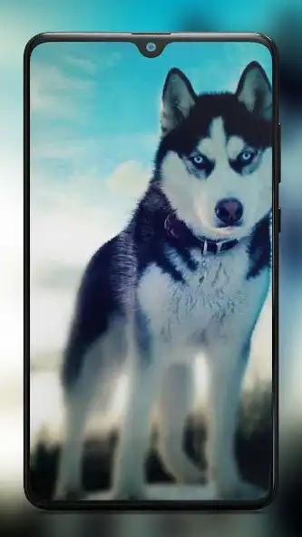 Play Siberian Husky Dog Wallpapers as an online game online Siberian Husky Dog Wallpapers with UptoPlay Play Siberian Husky Dog Wallpapers as an online game Siberian Husky Dog Wallpapers with UptoPlay