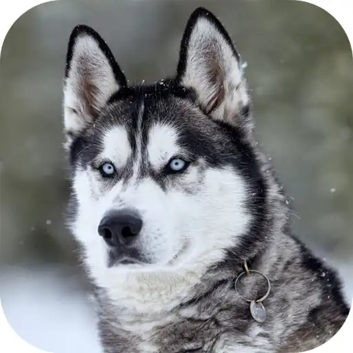 Free play online Siberian Husky Live Wallpaper  APK