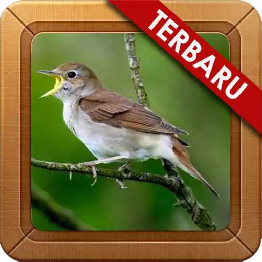 Run free android online Sikatan Londo Mania Masteran APK Run free android online Sikatan Londo Mania Masteran APK