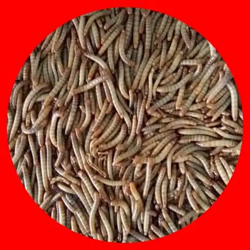 Play silkworm cultivation hongkong APK Play silkworm cultivation hongkong APK