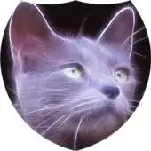 Free play online Silver cat Live Wallpaper APK Free play online Silver cat Live Wallpaper APK