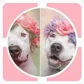 Free play online Simbafriends APK