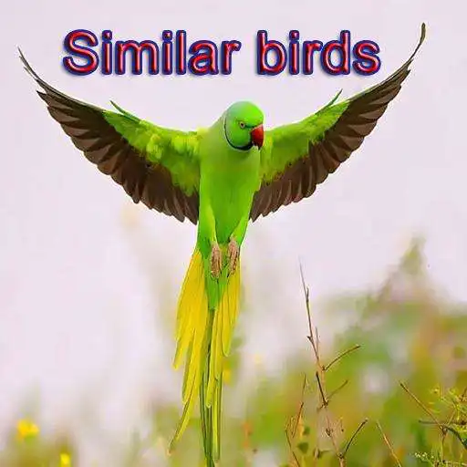 Free play online Similar birds APK