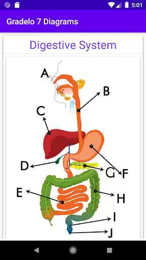 Play Simple Biology Quiz and Exercises  and enjoy Simple Biology Quiz and Exercises with UptoPlay