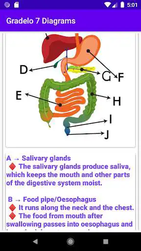 Play Simple Biology Quiz and Exercises as an online game Simple Biology Quiz and Exercises with UptoPlay