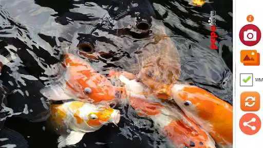 Play Simple Watermark  and enjoy Simple Watermark with UptoPlay