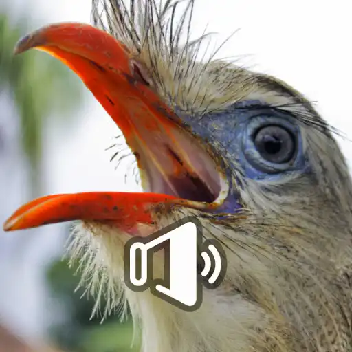Play Siriema Cantando Muito APK