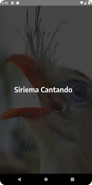 Play Siriema Cantando Muito  and enjoy Siriema Cantando Muito with UptoPlay