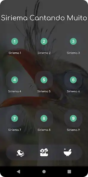 Play Siriema Cantando Muito as an online game Siriema Cantando Muito with UptoPlay