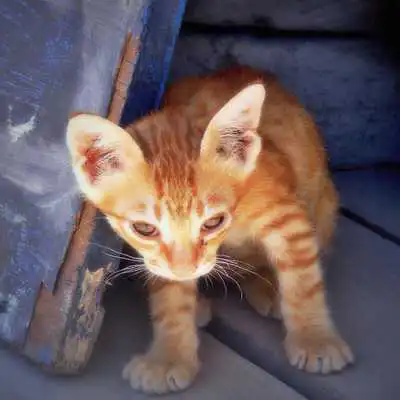 Play Skid15 Play Skid15