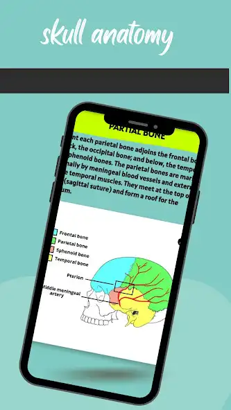 Play skull anatomy as an online game skull anatomy with UptoPlay