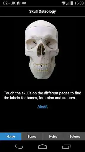Play Skull Osteology  and enjoy Skull Osteology with UptoPlay