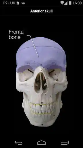 Play Skull Osteology as an online game Skull Osteology with UptoPlay