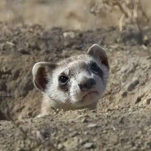 Play Skunk Wallpaper APK