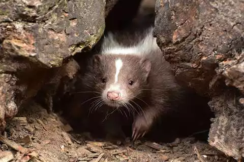 Play Skunk Wallpaper  and enjoy Skunk Wallpaper with UptoPlay