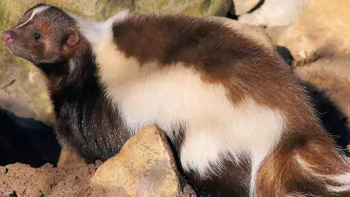 Play Skunk Wallpaper as an online game Skunk Wallpaper with UptoPlay