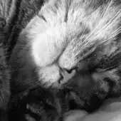 Free play online Sleeping Cats Wallpaper Images APK Free play online Sleeping Cats Wallpaper Images APK
