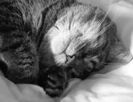 Play Sleeping Cats Wallpaper Images
