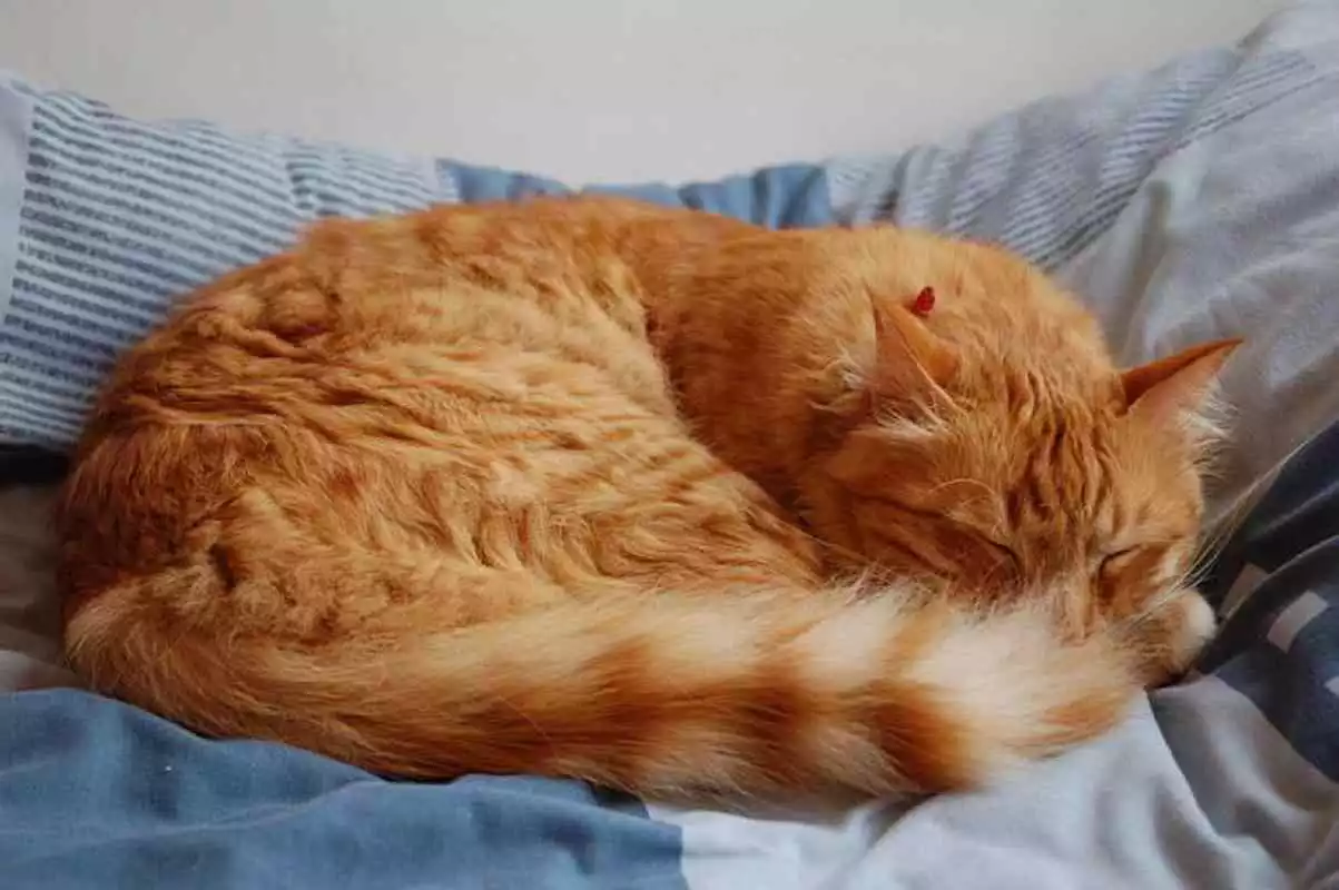 Play Sleeping Cats Wallpaper Images