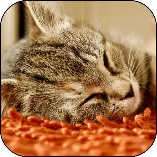 Free play online Sleeping Kitten Live Wallpaper APK Free play online Sleeping Kitten Live Wallpaper APK