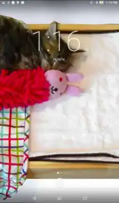 Play Sleeping Kitten Live Wallpaper