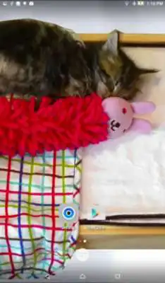 Play Sleeping Kitten Live Wallpaper