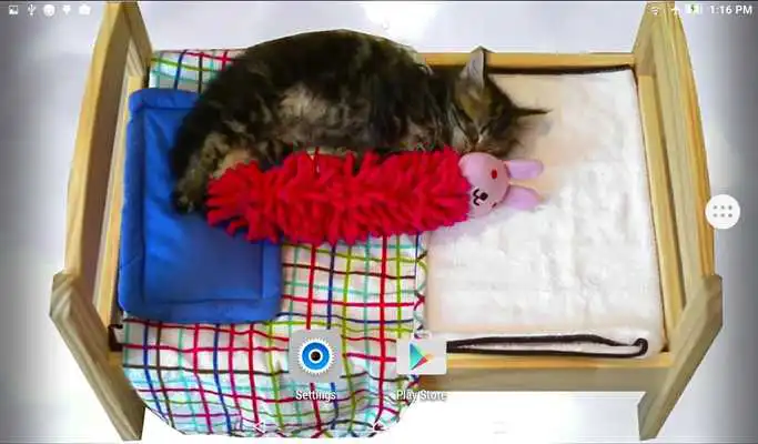 Play Sleeping Kitten Live Wallpaper